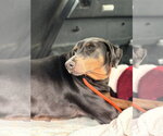 Small #9 Doberman Pinscher