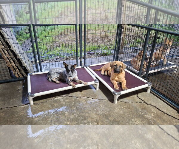 Medium Photo #20 Mutt Puppy For Sale in Sebec, ME, USA