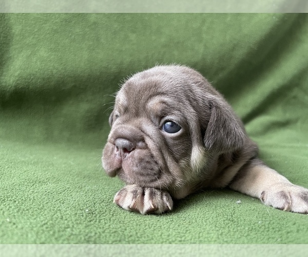Medium Photo #1 French Bulldog Puppy For Sale in PALATINE, IL, USA