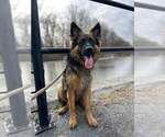 Small Photo #217 German Shepherd Dog Puppy For Sale in LA FAYETTE, NY, USA