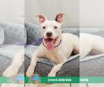 Small #1 Dogo Argentino Mix