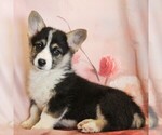 Small #4 Pembroke Welsh Corgi