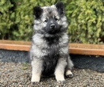 Puppy Lemon Keeshond