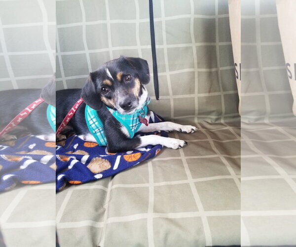 Medium Photo #4 Raggle Puppy For Sale in Mount Laurel, NJ, USA