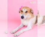 Small #5 Australian Shepherd Mix
