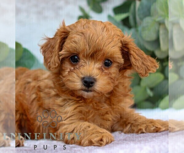 Medium Photo #3 Cavachon-Poodle (Miniature) Mix Puppy For Sale in GORDONVILLE, PA, USA