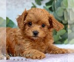 Small #2 Cavachon-Poodle (Miniature) Mix