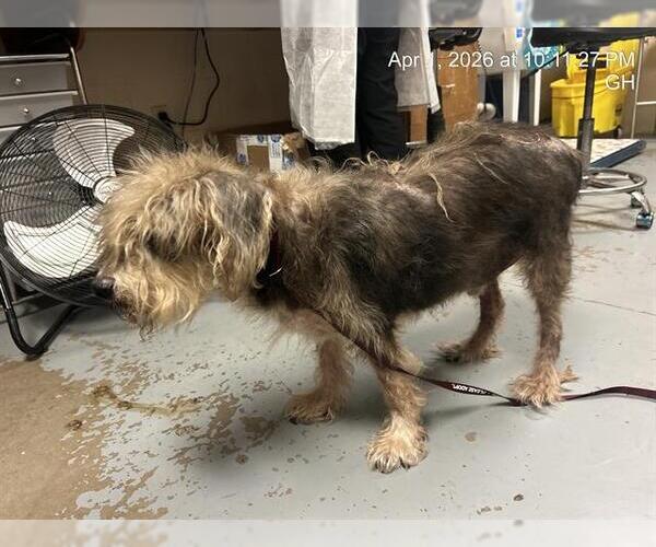 Medium Photo #1 Maltese-Unknown Mix Puppy For Sale in Ocala, FL, USA