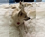Small Photo #158 Pomsky Puppy For Sale in LOVELAND, CO, USA