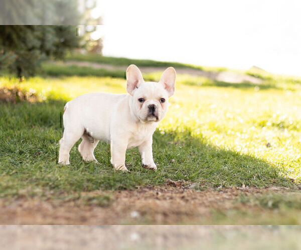 Medium Photo #9 French Bulldog Puppy For Sale in WARSAW, IN, USA