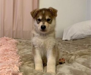 Alaskan Malamute-German Shepherd Dog Mix Puppy for sale in WHITE CITY, OR, USA