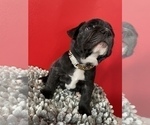 Small Photo #24 French Bulldog Puppy For Sale in NEWARK, NJ, USA