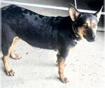 Small German Shepherd Dog