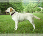 Small #2 Labrador Retriever