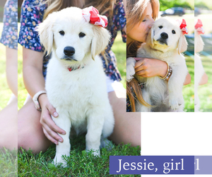 Golden Retriever Puppy for sale in OTTUMWA, IA, USA