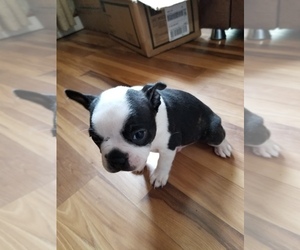 Boston Terrier Puppy for sale in HEMLOCK, NY, USA