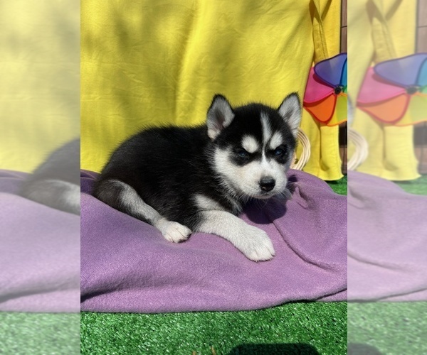 Medium Photo #1 Siberian Husky Puppy For Sale in DEARBORN, MO, USA