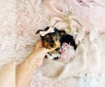 Small #7 Yorkshire Terrier