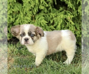 French Bulldog Puppy for sale in RONKS, PA, USA