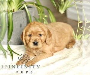 Golden Retriever Puppy for sale in STRASBURG, PA, USA