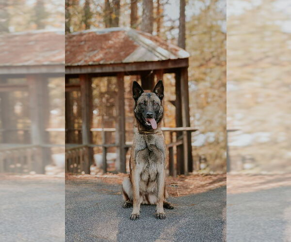 Medium Photo #1 Mutt Puppy For Sale in Imlay City, MI, USA