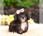 Puppy SIlvermoon Maltipoo (Miniature)
