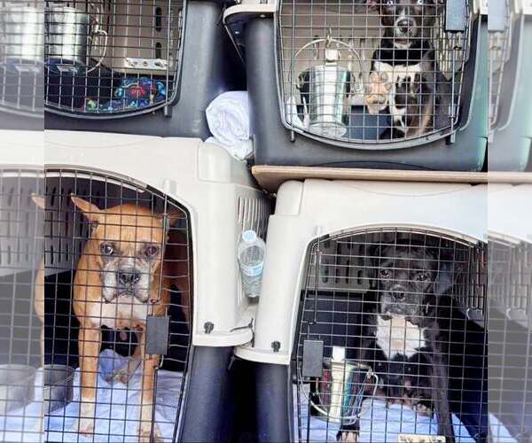 Medium Photo #7 Boxer Puppy For Sale in Dumont, NJ, USA