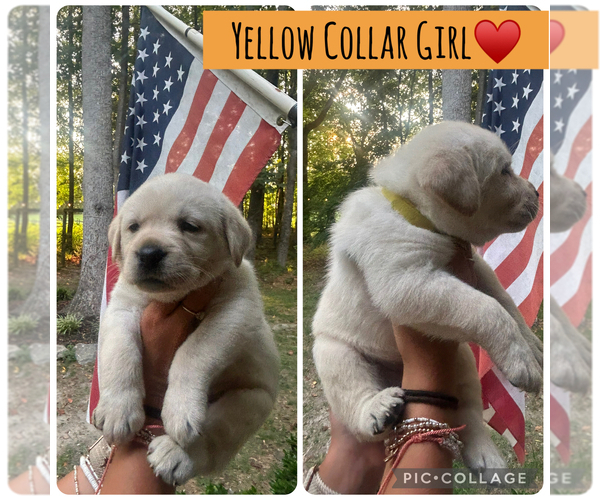 Medium Photo #11 Labrador Retriever Puppy For Sale in LOUISBURG, NC, USA