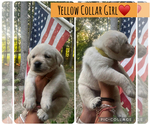 Small #10 Labrador Retriever
