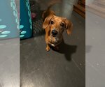 Small Photo #4 Dachshund Puppy For Sale in Sioux Falls, SD, USA