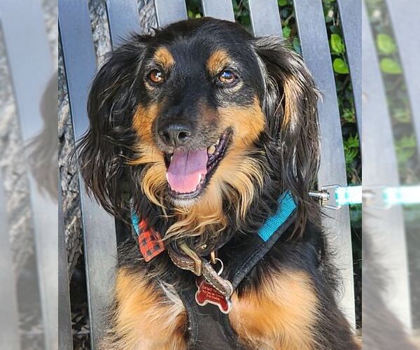 Medium Photo #7 Colonial Cocker Spaniel-Unknown Mix Puppy For Sale in Tustin, CA, USA