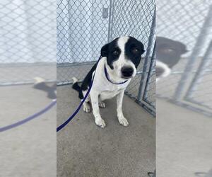 Border Collie Dogs for adoption in Bakersfield, CA, USA