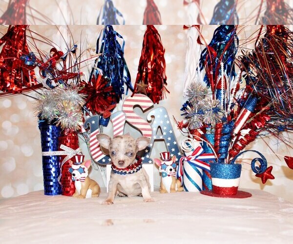 Medium Photo #2 Chihuahua Puppy For Sale in CHARLESTON, AR, USA