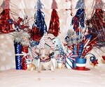 Small Photo #3 Chihuahua Puppy For Sale in CHARLESTON, AR, USA