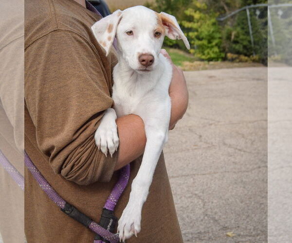 Medium Photo #3 Borador Puppy For Sale in Huntley, IL, USA