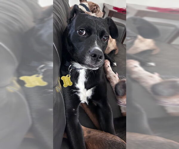 Medium Photo #12 Labrador Retriever Puppy For Sale in Sandy, UT, USA