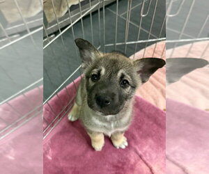 Siberian Husky-Unknown Mix Dogs for adoption in Calgary, Alberta, Canada