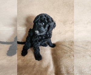 Goldendoodle Puppy for Sale in PENROSE, Colorado USA
