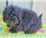 Small #2 ShihPoo