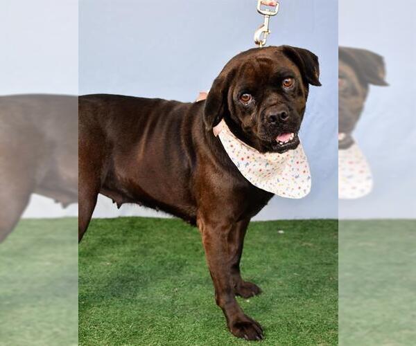 Medium Photo #2 American Pit Bull Terrier Puppy For Sale in Bakersfield, CA, USA