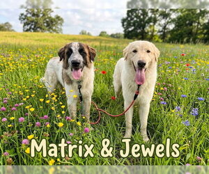 Jewels - Female Anatolian Pyrenees Dog for Adoption - Photo #3