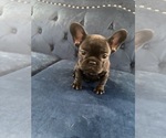 Small Photo #32 French Bulldog Puppy For Sale in HOUSTON, TX, USA