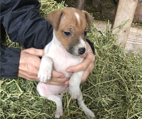 Medium Photo #1 Jack Russell Terrier Puppy For Sale in KALONA, IA, USA