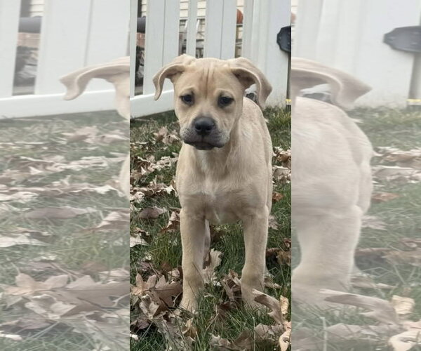 Medium Photo #4 Labrottie Puppy For Sale in MIDWAY, UT, USA