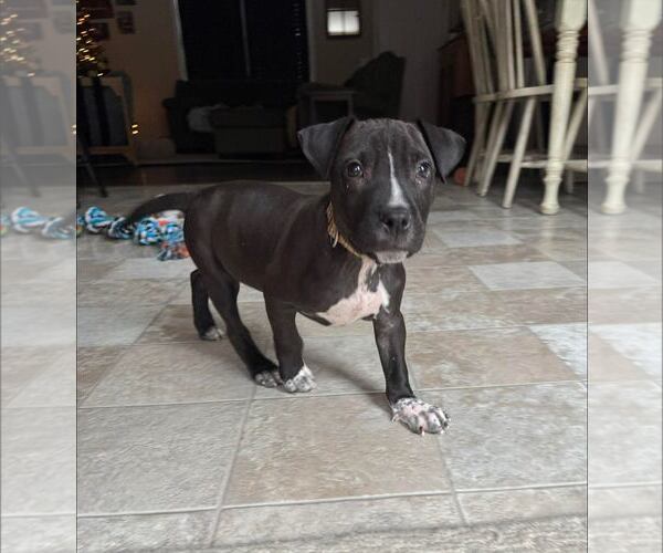 Medium Photo #1 American Staffordshire Terrier-Unknown Mix Puppy For Sale in New Oxford , PA, USA