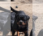 Small Photo #11 Rottweiler Puppy For Sale in WRAY, CO, USA