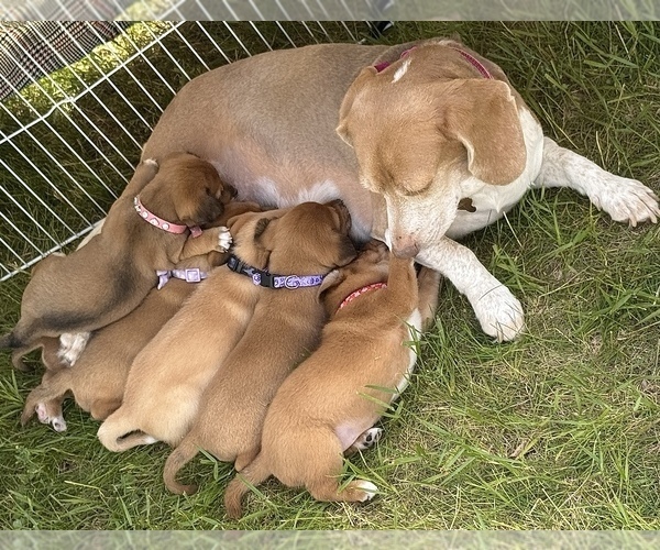 Medium Photo #1 Beagle-Shiba Inu Mix Puppy For Sale in TWO RIVERS, WI, USA