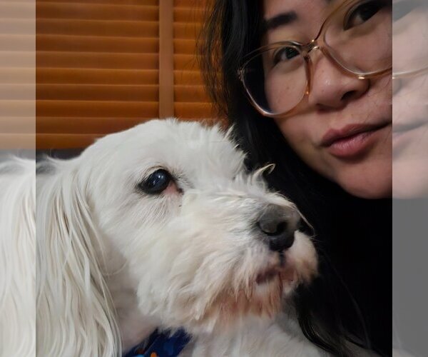 Medium Photo #5 Maltese Puppy For Sale in  Ramona, CA, USA
