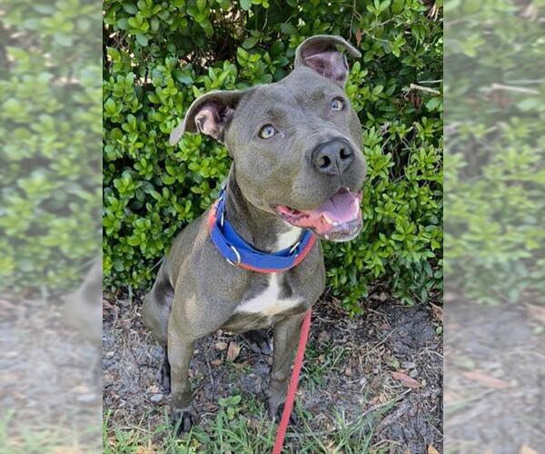 Medium Photo #3 American Staffordshire Terrier Puppy For Sale in Fort Lauderdale, FL, USA