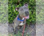 Small #2 American Staffordshire Terrier